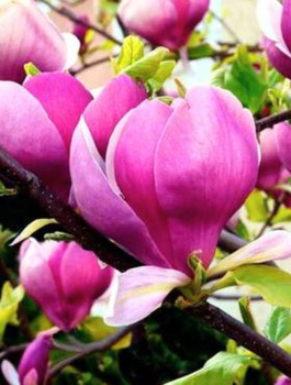 Magnolia Soulange`a Lennei (C2)
